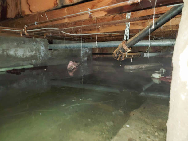 Best Sewage cleanup and water damage restoration  in Eidson Road, TX